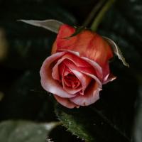 Katherine Seibel