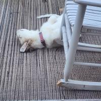 Kim Troya