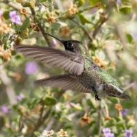 Emiko Bauer