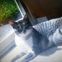 Katherine M Perrenoud