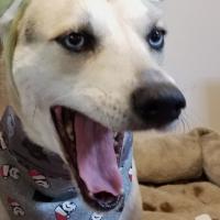 Michelle DeYoung
