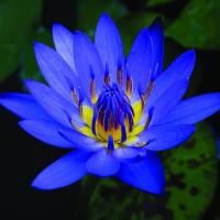 Tara S