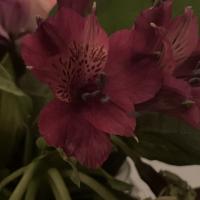 JUDAH AARON OBED
