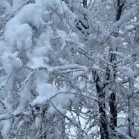 Jennifer Wolf