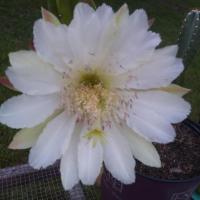 Catherine trump