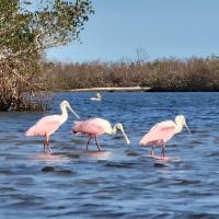 Janet Burr