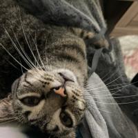 Michelle Ann Henning