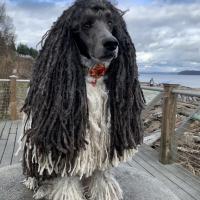 Laurie Cecil