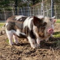Dawn Fries