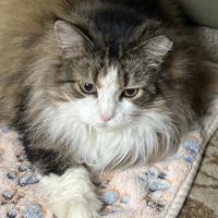 Carrie Nery