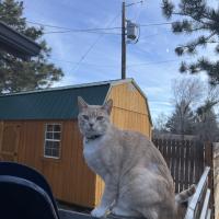 Kirsten Rodin