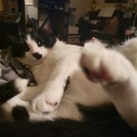 Amanda Matthews