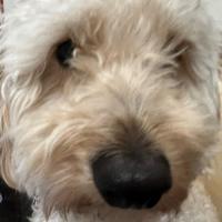 angela g