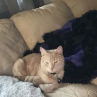 Kellye OReilly