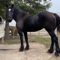 Angela Leatherwood