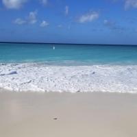 Lisa M Freeman