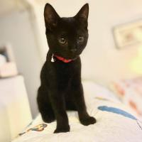 Christine Dollar