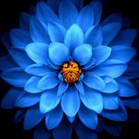 Kimberly Cartrett