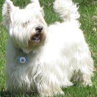 William MacDonell