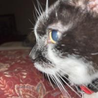 Kim Craig
