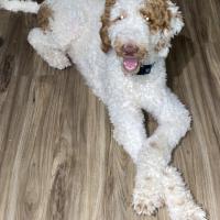 Amanda Matthews Napoleon