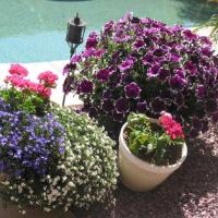 Shari