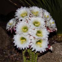 Bufer