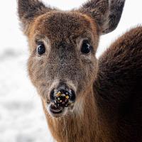 Suzanne