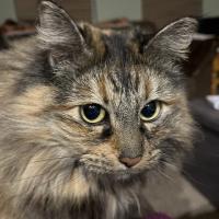 Kari Hadley