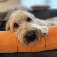 CINDY ARNDT