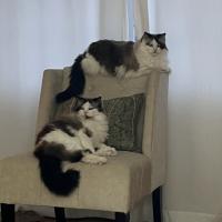 Jen V
