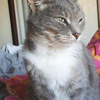 Nettie Rogalski