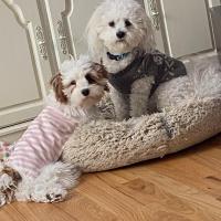 Denise Bridgewater
