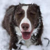 Kay Berube