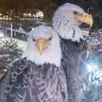 Carla Presley