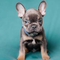 Krista