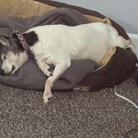 Darlene Luce