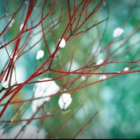 Karen Pontrelli