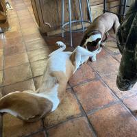 LaVonna McAlister