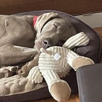Beverly Shave