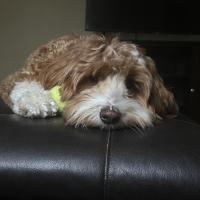 SCOTT OBRIEN