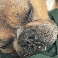 Mayang