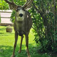 Sylvia