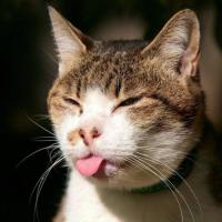 Debbie Oakes