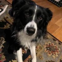 Carol