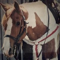 Kris Morris