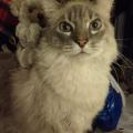 Kittykitty