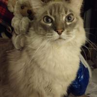 Kittykitty