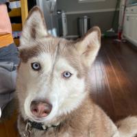 Lisa Gardner