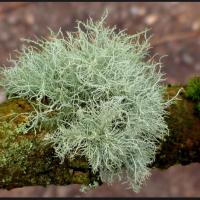 ROBIN NICOLAZZO